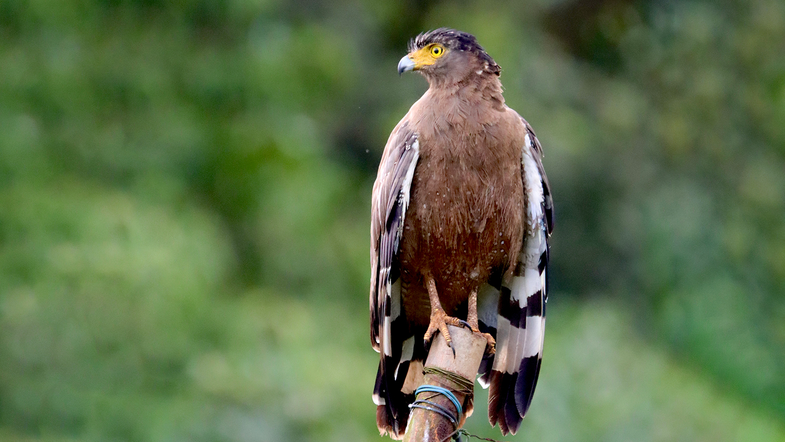 Crested Serpent Eagle